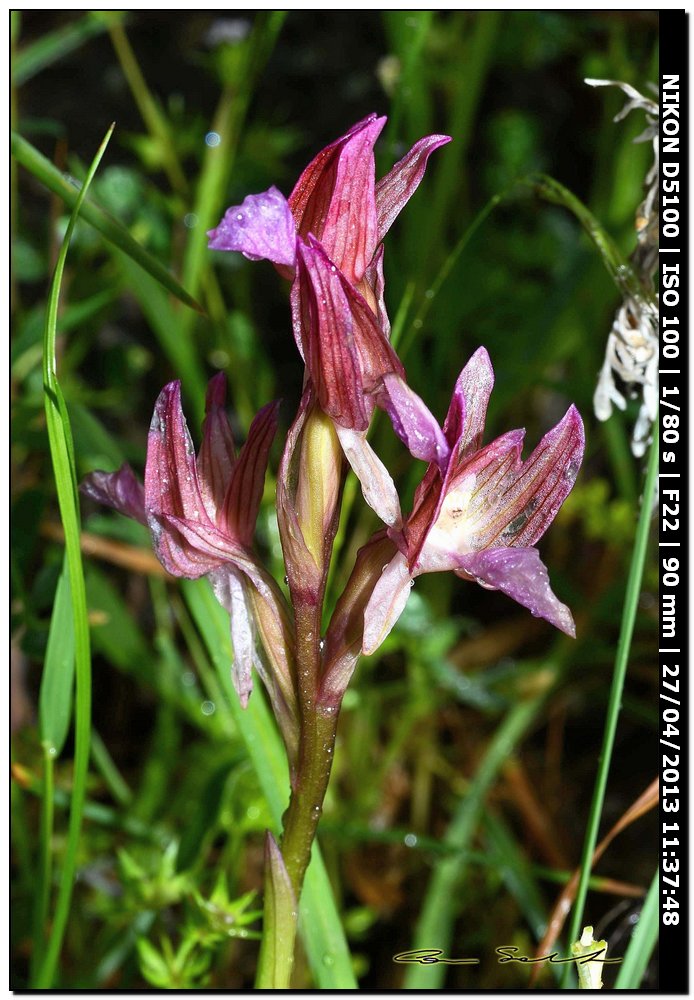 Orchidee da id.